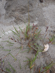 Festuca richardsonii