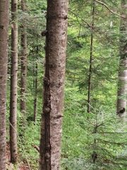 Abies alba