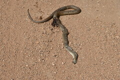 Pseudonaja textilis