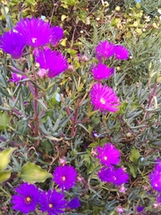 Lampranthus spectabilis