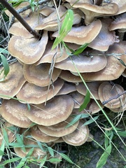Armillaria