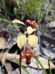 Diuris longifolia