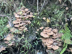 Armillaria