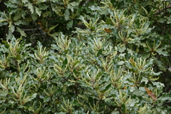 Quintinia serrata
