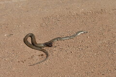 Pseudonaja textilis