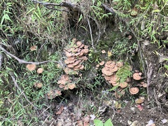 Armillaria