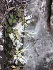 Dendrobium linguiforme