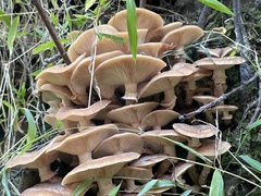 Armillaria