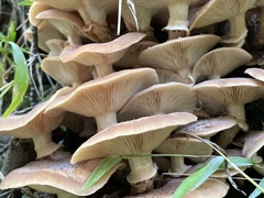 Armillaria