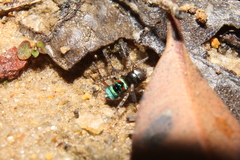 Maratus karrie