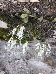 Dendrobium linguiforme