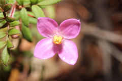 Boronia gracilipes