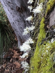 Dendrobium linguiforme