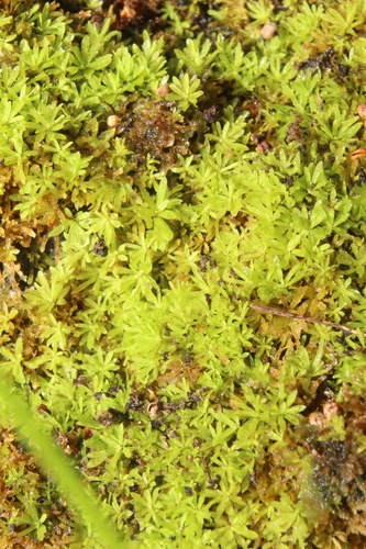Image of Calymperastrum latifolium by (c) Em Lamond, some rights reserved (CC BY)
