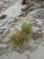 Deschampsia cespitosa cespitosa