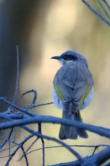 Gavicalis virescens