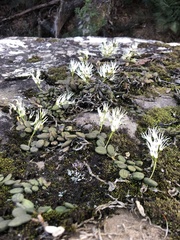 Dendrobium linguiforme