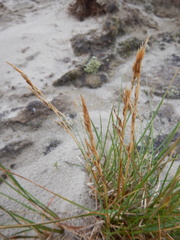 Deschampsia cespitosa cespitosa