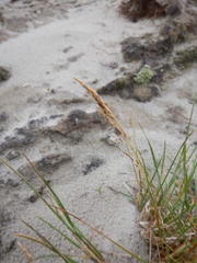 Deschampsia cespitosa cespitosa