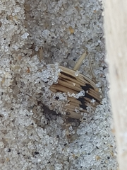 Eurynebria complanata