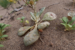 Cistanthe paniculata