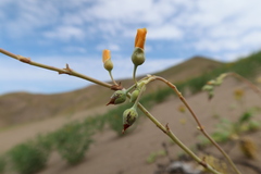 Cistanthe paniculata