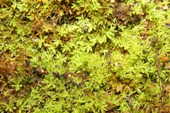 Calymperastrum latifolium