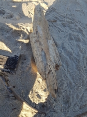 Eurynebria complanata