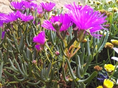 Lampranthus spectabilis