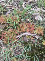 Drosera whittakeri