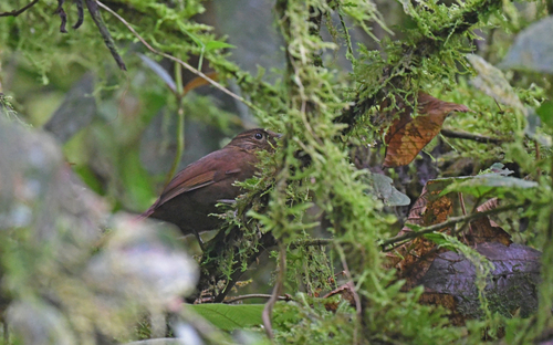 Uniform Treehunter (Thripadectes ignobilis), photo 10