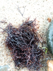 Furcellaria lumbricalis