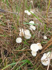 Marasmius calhouniae