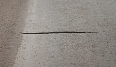 Pseudonaja textilis