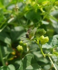Sphecodogastra