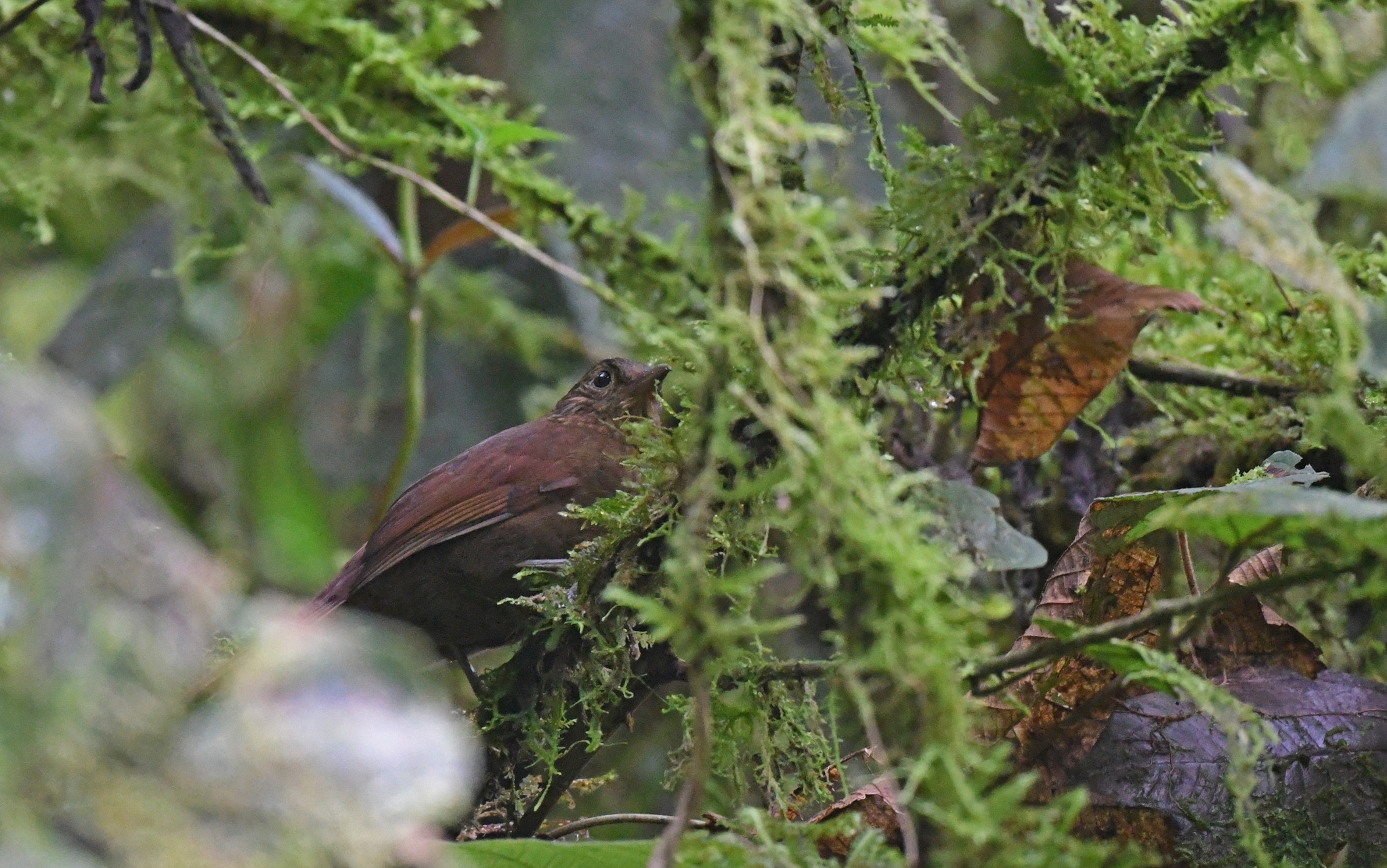 Uniform Treehunter (Thripadectes ignobilis), photo 5