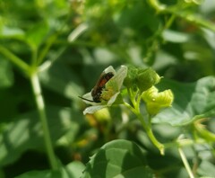 Sphecodogastra