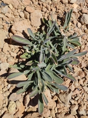 Viola cheiranthifolia
