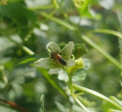 Sphecodogastra