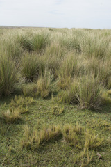 Poa stuckertii