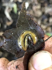 Australopacifica