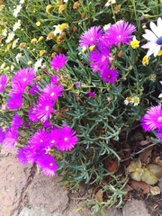 Lampranthus spectabilis