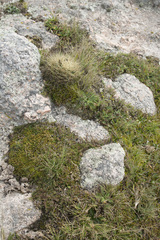 Gymnocalycium monvillei