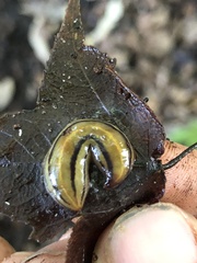 Australopacifica