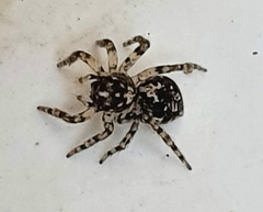Euophryini