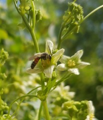 Sphecodogastra