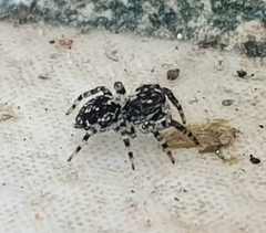 Euophryini