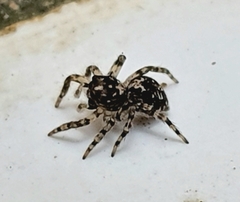Euophryini