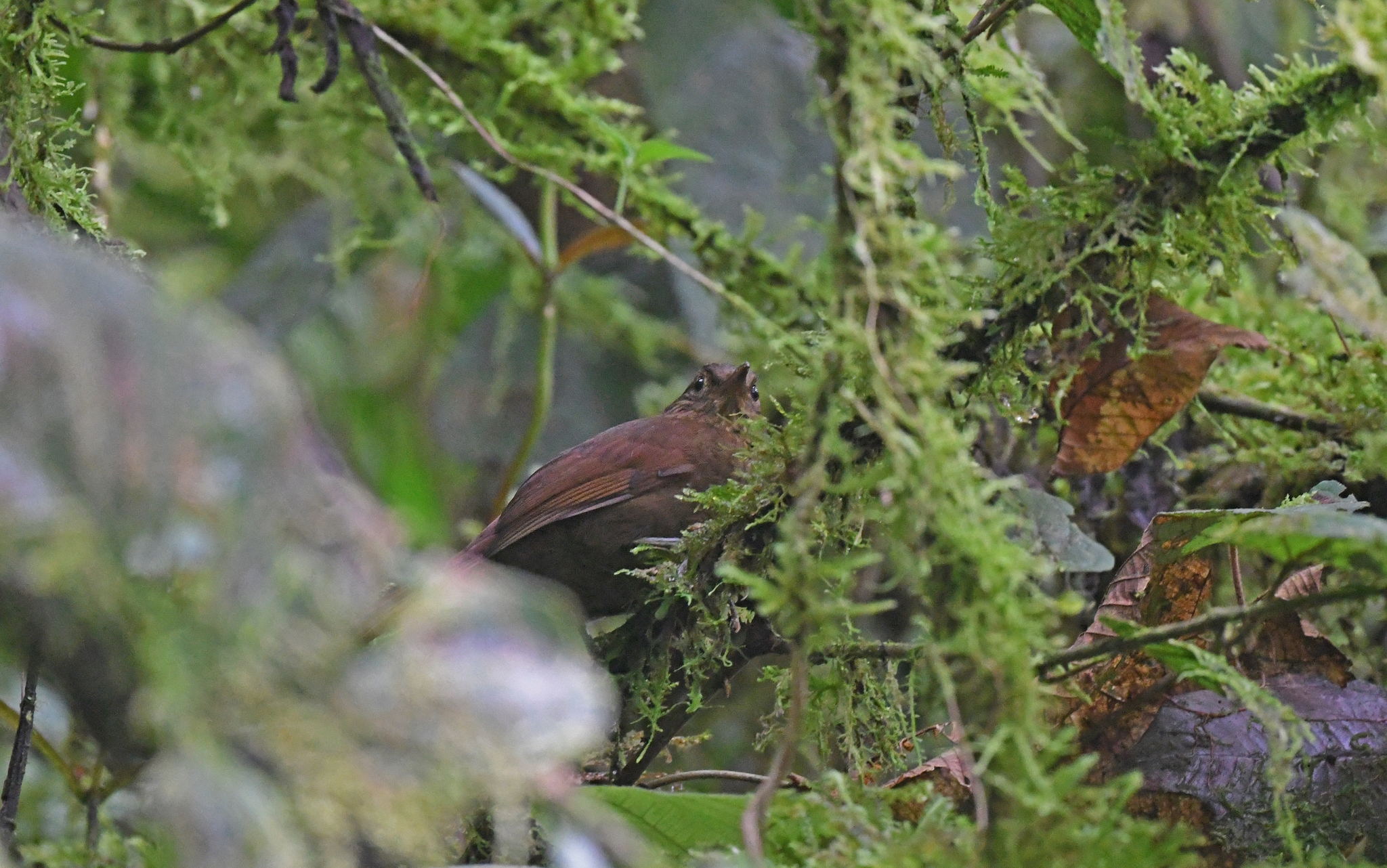 Uniform Treehunter (Thripadectes ignobilis), photo 7