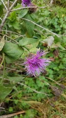 Centaurea phrygia pseudophrygia